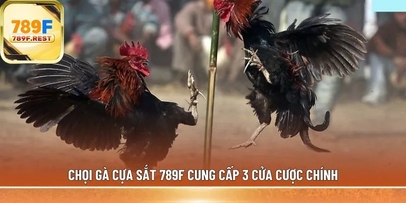 Chọi gà cựa sắt 789F