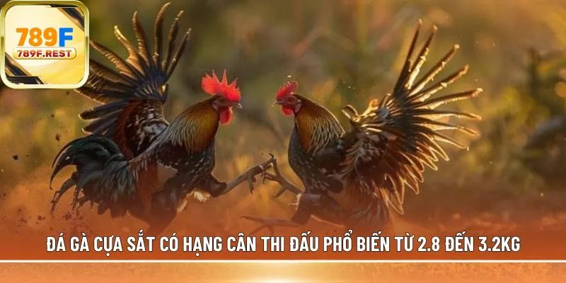 Đá gà cựa sắt