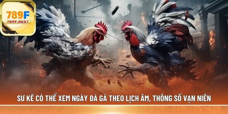 Sư kê có thể xem ngày đá gà theo lịch âm